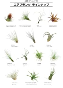 エアプランツ