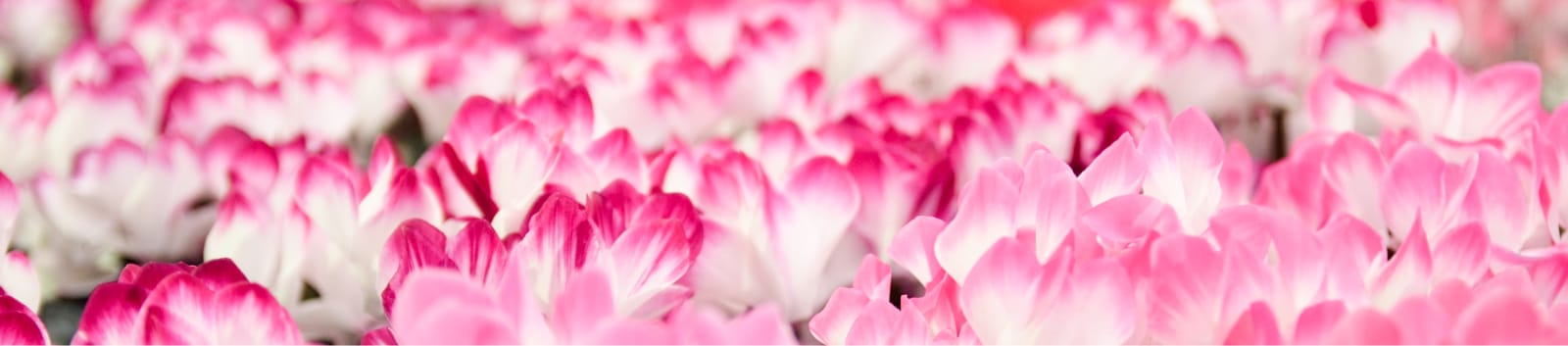 リーフレット・POPダウンロード