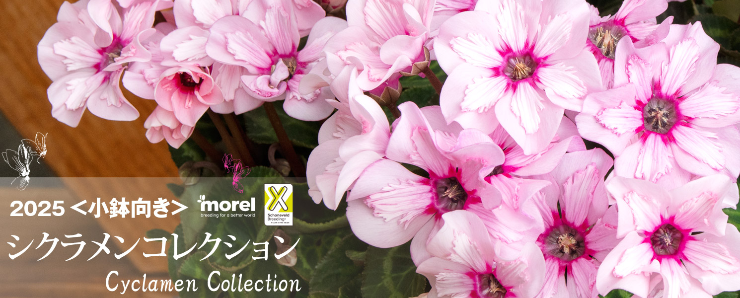 シクラメン シクラメン セレナ シリーズ｜WEBカタログ｜未来アグリス株式