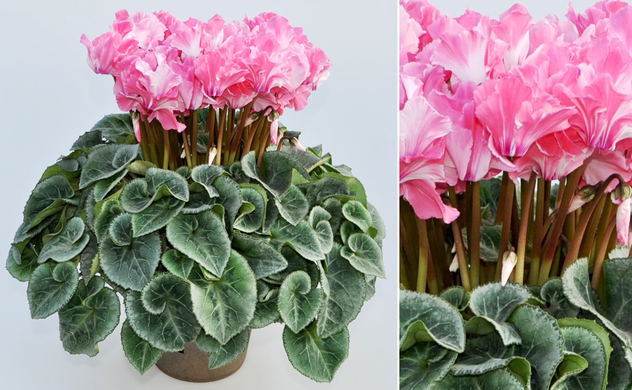 シクラメン F1 ミルキーガール｜WEBカタログ｜未来アグリス株式会社