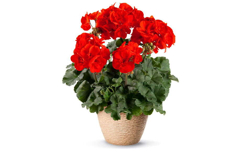 油絵　専用　ならんだゼラニウム 油絵 専用 ならんだゼラニウム