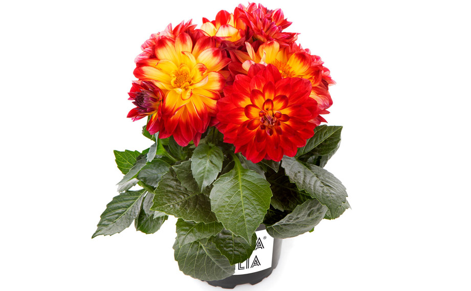 ダリア様 ダリア XXL｜WEBカタログ｜未来アグリス株式会社|未来アグリス株式会社