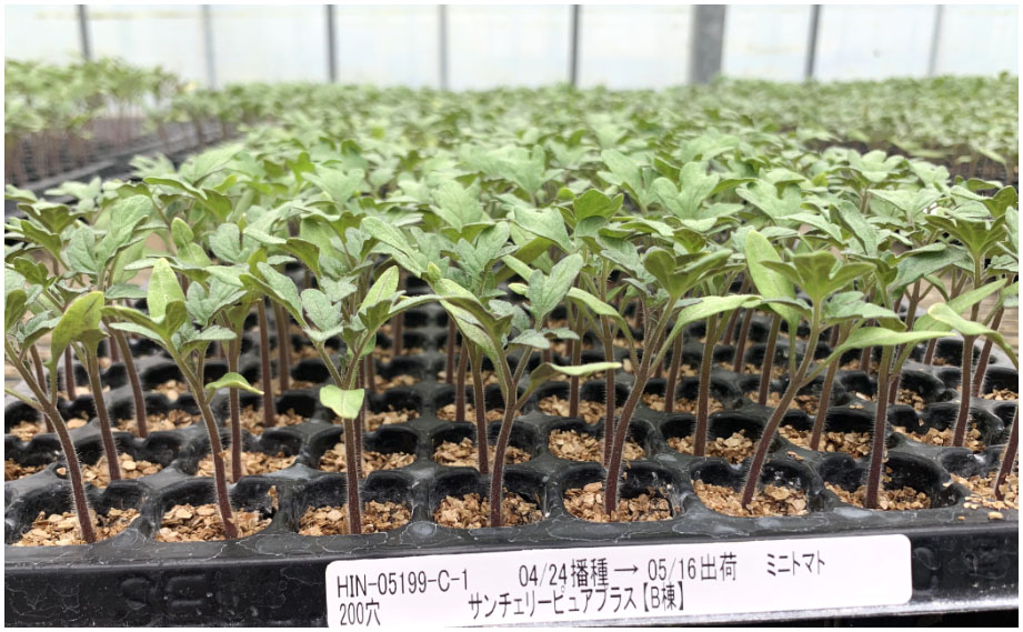 kirkxxx1 未草５種類セット◌。˚✩（開花間近 若苗&春発芽幼苗） 草花の苗/25年6月中下旬予約 手間なし菊苗：8月咲き変わり菊