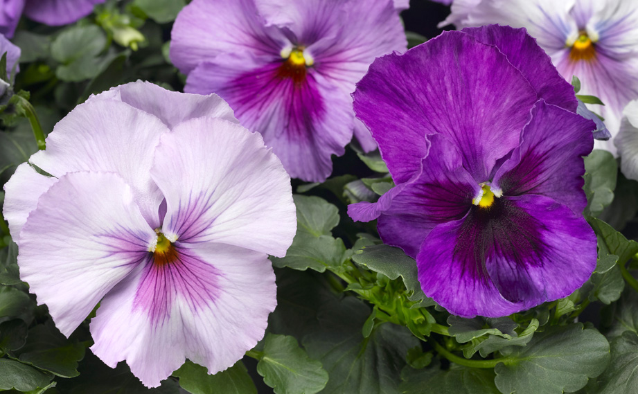 パンジーさま メンズパンジー(9753) メンズ｜パンジーストア 履きよいシューズ