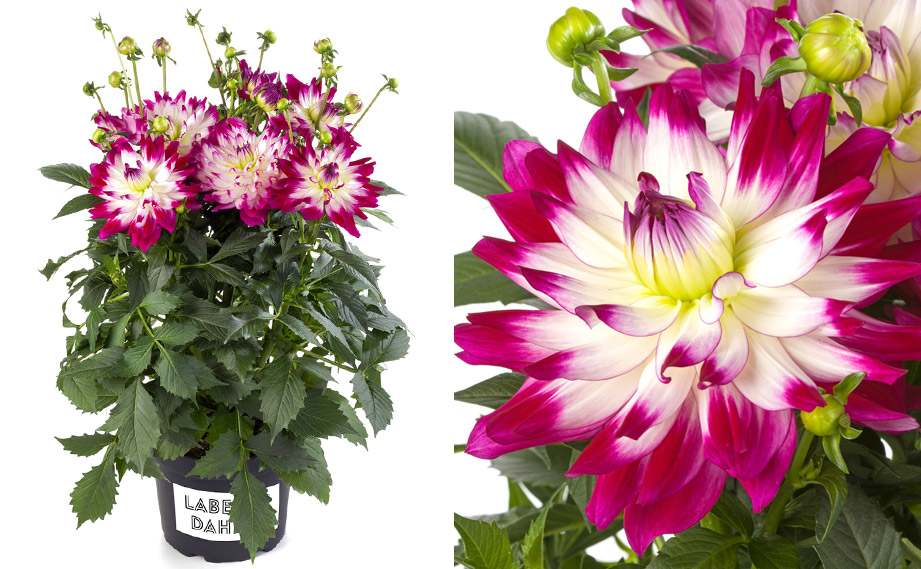 ダリア ラベラ・マジョーレ｜WEBカタログ｜未来アグリス株式会社|未来