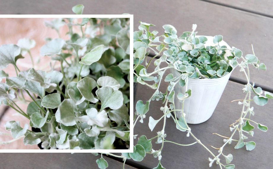 まとめ買いで¥150 ダイコンドラ シルバーフォールズ 多年草 手の平に収まる位 まとめ買いで¥150 ダイコンドラ シルバーフォールズ 多年草 手の平に