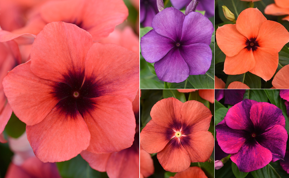 ビンカ タトゥー シリーズ｜WEBカタログ｜未来アグリス株式会社|未来