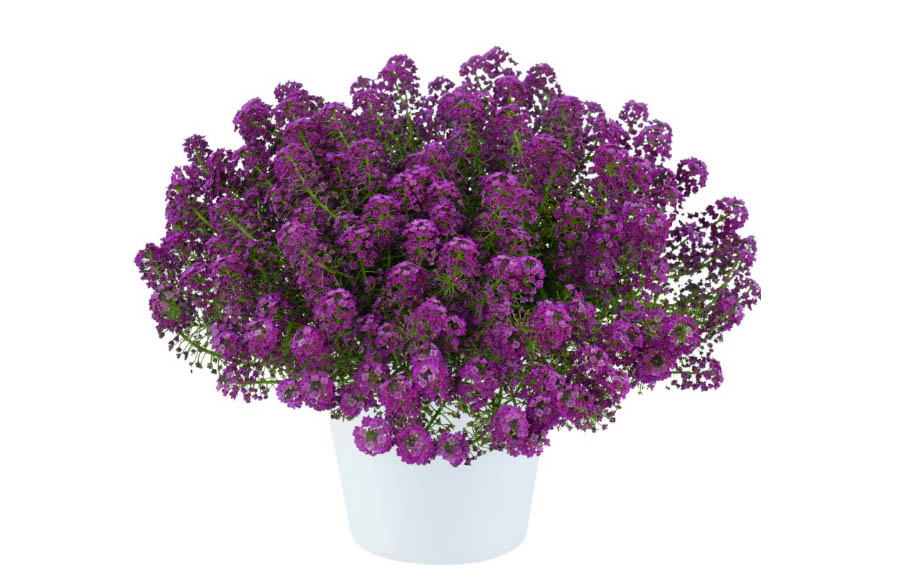 ロブラリア(アリッサム)　ストリーム コンパクト