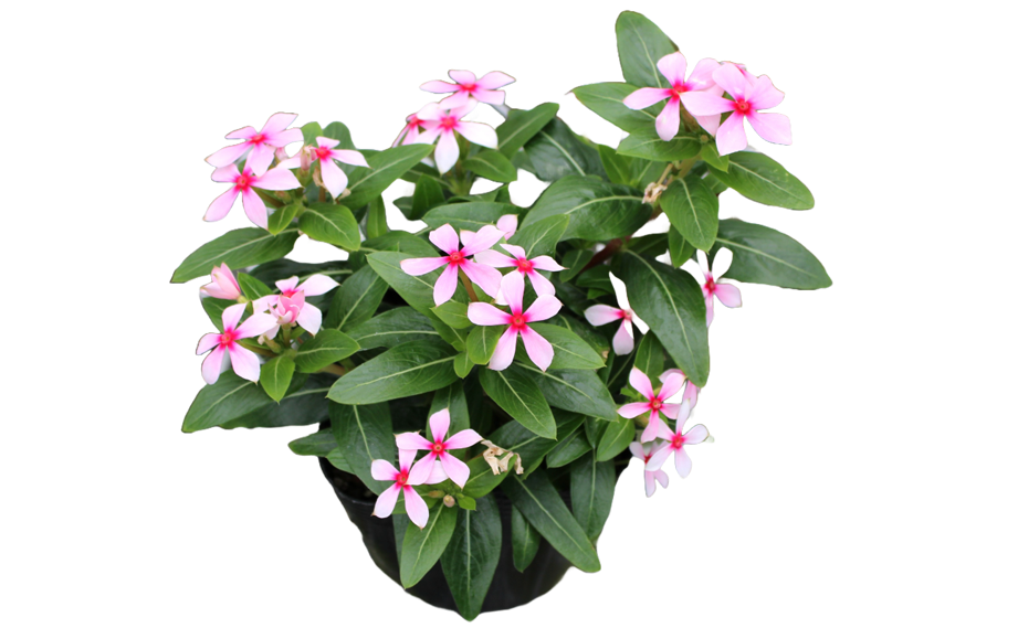 ビンカ　夏花火<