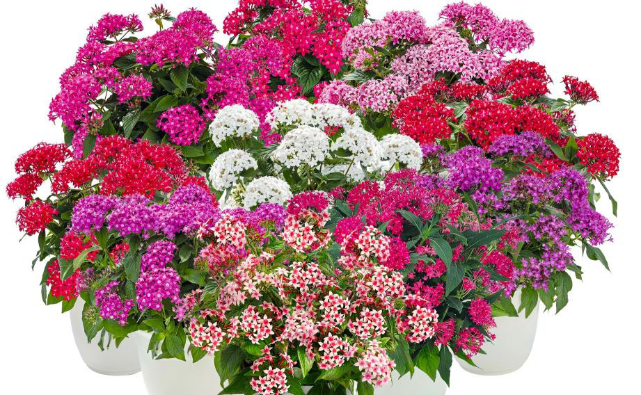 ペンタス F1　グラフィティ シリーズ