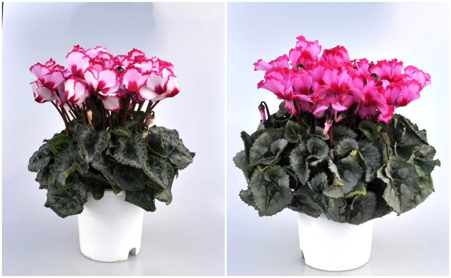 花「暗闇の一輪・・・シクラメン」 花「暗闇の一輪・・・シクラメン