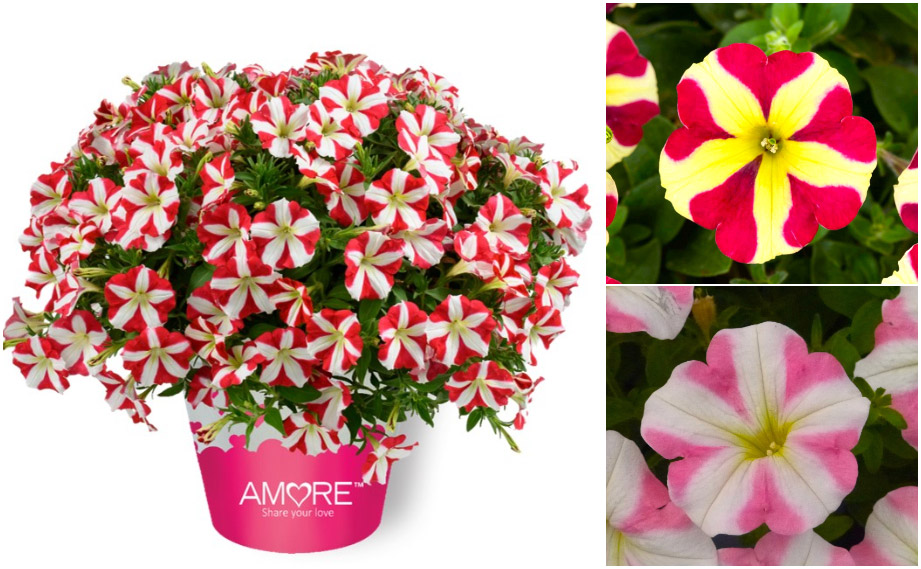 ペチュニア アモーレ｜WEBカタログ｜未来アグリス株式会社|未来