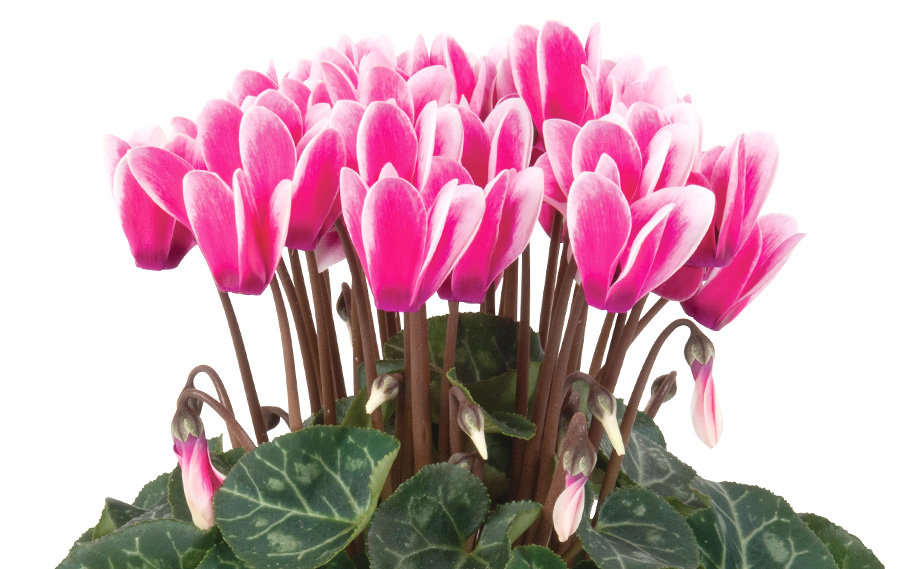 シクラメン F1 スーパーカリーニョ シリーズ｜WEBカタログ｜未来