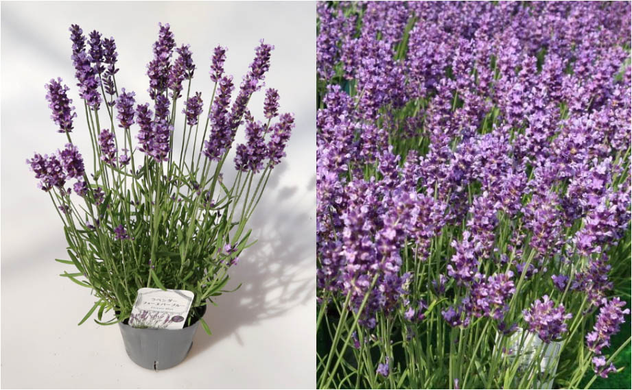 ラベンダー フォーエバーブルー｜WEBカタログ｜未来アグリス株式会社