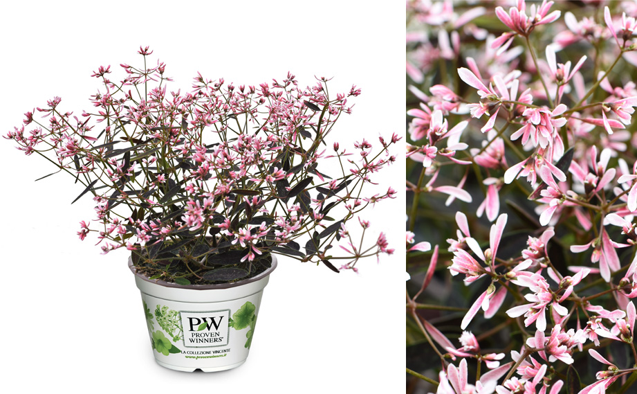 ユーフォルビア　ピンクフロスト