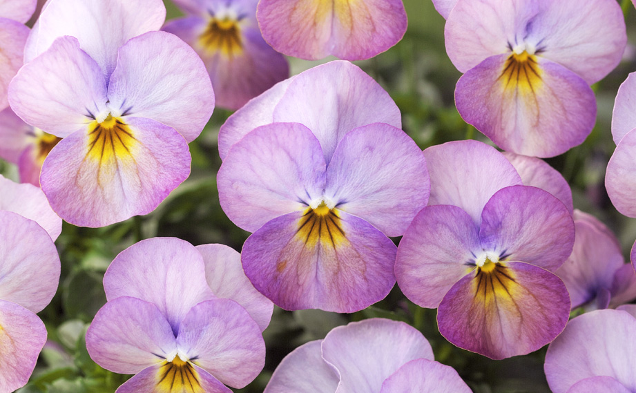 ビオラ F1 ビビ シリーズ｜WEBカタログ｜未来アグリス株式会社|未来