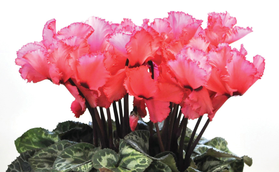 シクラメン グランディーナ｜WEBカタログ｜未来アグリス株式会社|未来