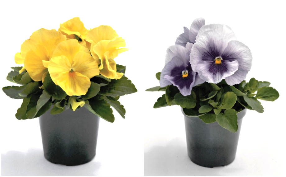 パンジー F1 インスパイヤープラス シリーズ｜WEBカタログ｜未来