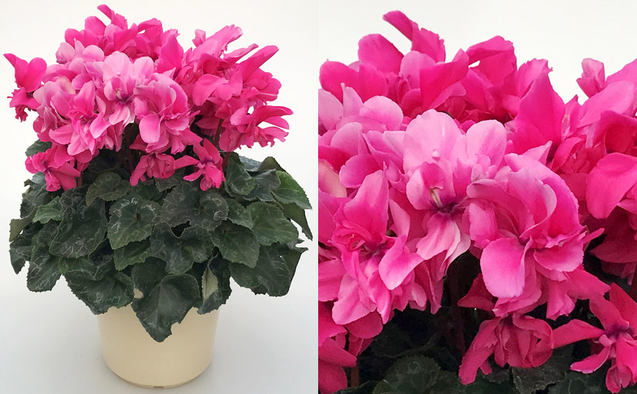 シクラメン 六花(りっか)｜WEBカタログ｜未来アグリス株式会社|未来