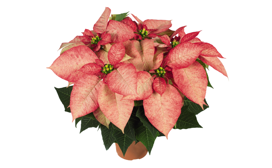 ポインセチア プレミアムピカソ｜WEBカタログ｜未来アグリス株式会社