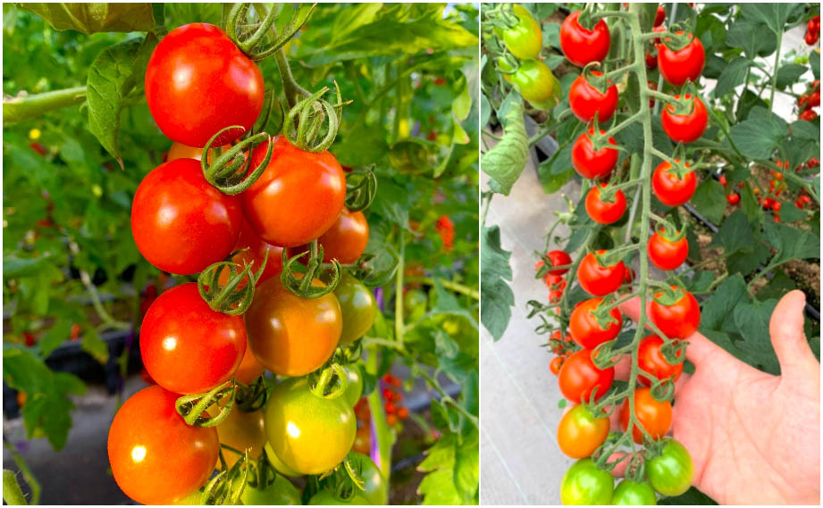 ミニトマト ドルチェレッド ミニ｜WEBカタログ｜未来アグリス株式会社