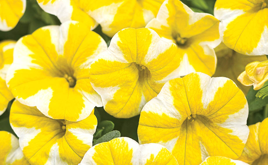 カリブラコア　スーパーベル シリーズ