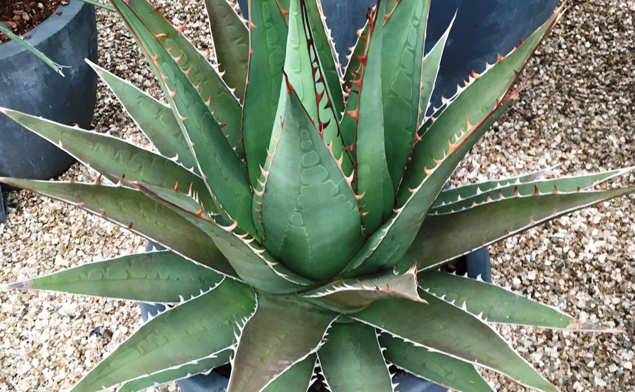 アガベ｜WEBカタログ｜未来アグリス株式会社|未来アグリス株式会社|農