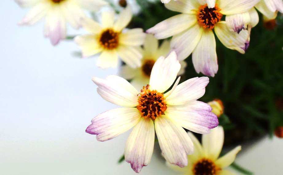 コレオプシス カラーチェンジセレクション｜WEBカタログ｜未来アグリス