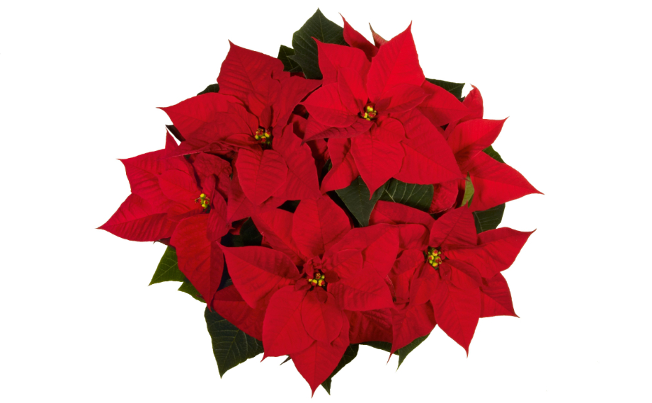 ポインセチア クリスマス ビューティー｜WEBカタログ｜未来アグリス