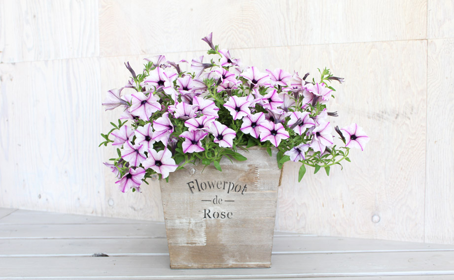 ペチュニア 5つ星コレクション｜WEBカタログ｜未来アグリス株式会社