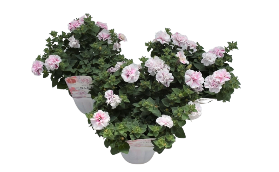 ペチュニア 万葉の美　桜ふたえ