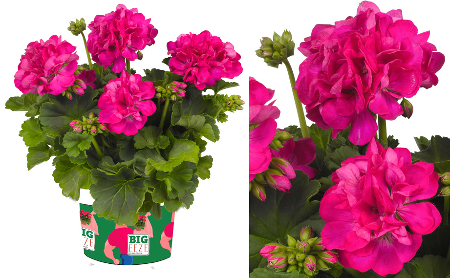 ゼラニウム ビッグイーズ｜WEBカタログ｜未来アグリス株式会社|未来