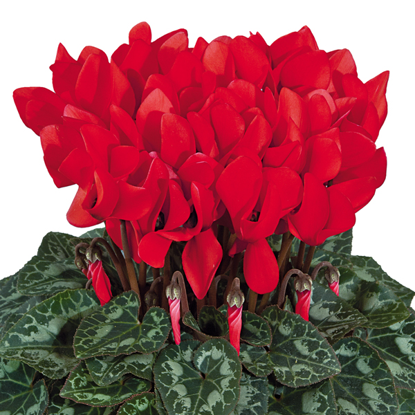 リンクイメージ