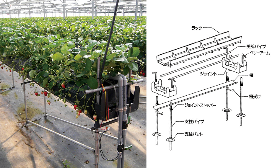 イチゴ高設栽培ベンチ らくラック｜WEBカタログ｜未来アグリス株式会社|未来アグリス株式会社|農と園芸の実りのために