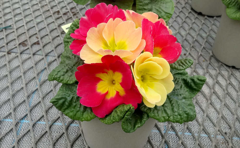 プリムラ　あーとからー<