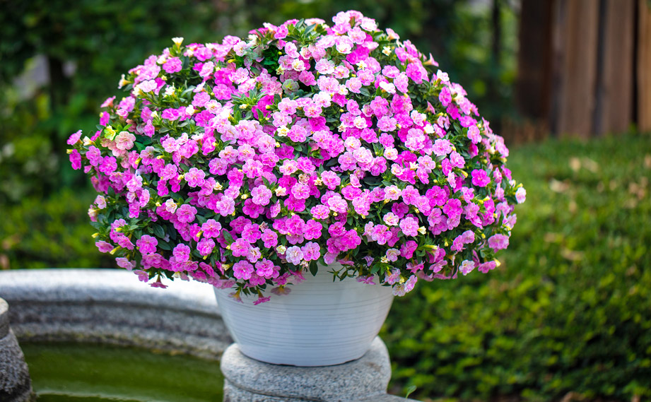 カリブラコア カメレオン｜WEBカタログ｜未来アグリス株式会社|未来