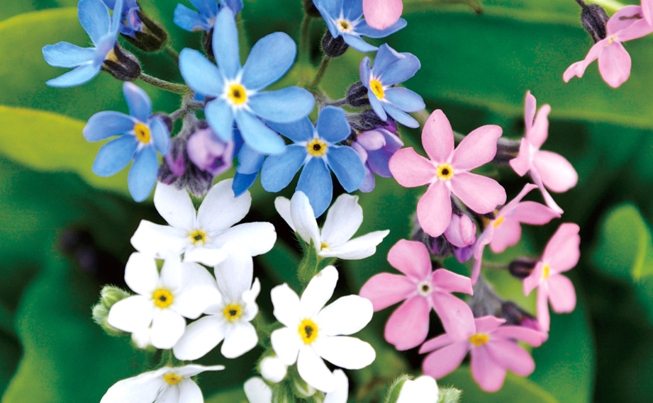 ミオソティス モナミ シリーズ｜WEBカタログ｜未来アグリス株式会社