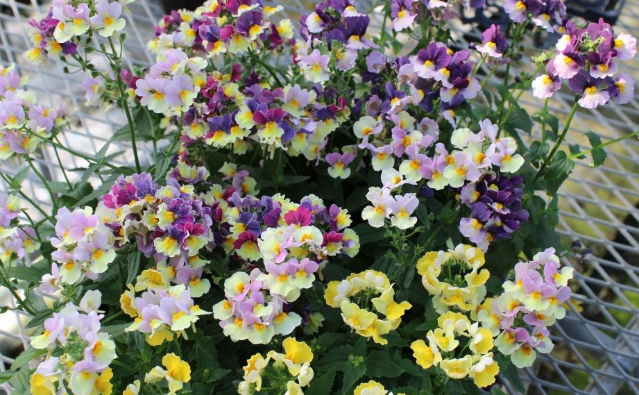 WEBカタログ｜未来アグリス株式会社|未来アグリス株式会社|農と園芸の