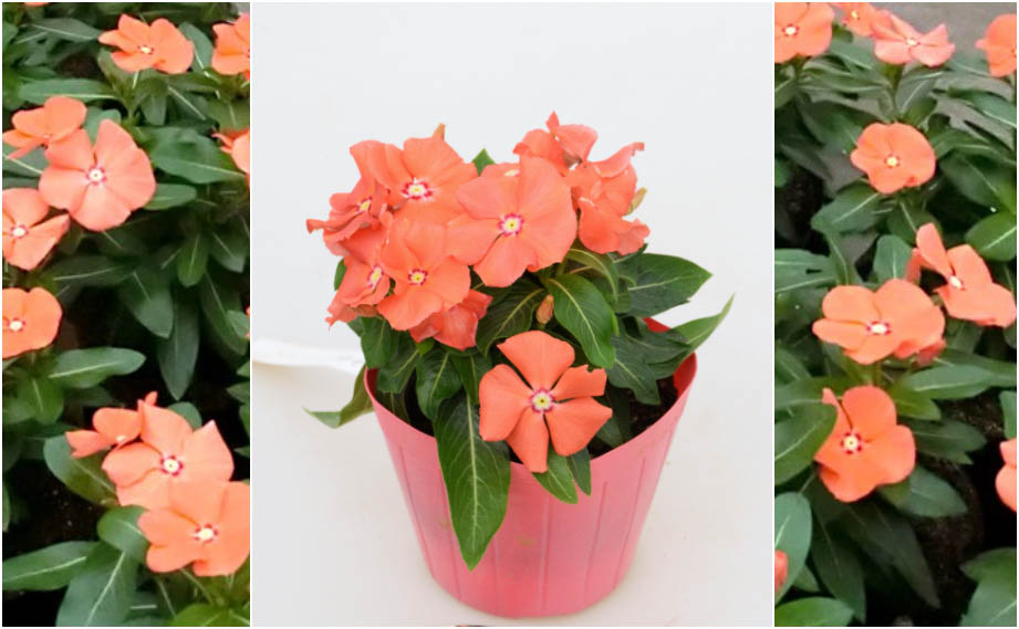 ビンカ　夏みかん