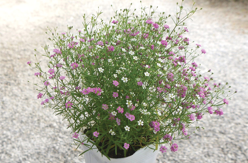 ジプソフィラ　ジプシー シリーズ