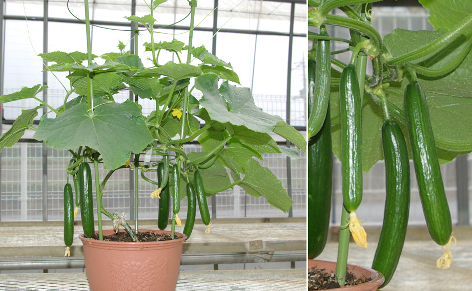 キュウリ べランダキュウリ｜WEBカタログ｜未来アグリス株式会社|未来