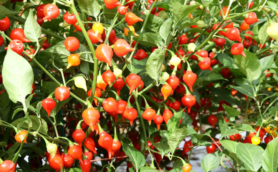 トウガラシ ビキーニョ イエロー種子 3g入り（約1000粒） トウガラシ ビキーニョ イエロー種子 3g入り（約1000粒） トウガラシ