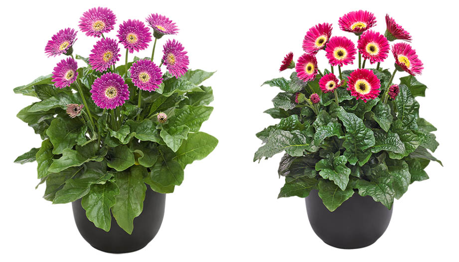 宿根ガーベラ　ガルビネア シリーズ