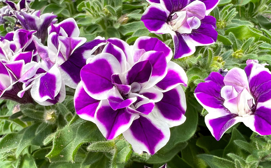 ペチュニア ダブルスタッフ｜WEBカタログ｜未来アグリス株式会社|未来