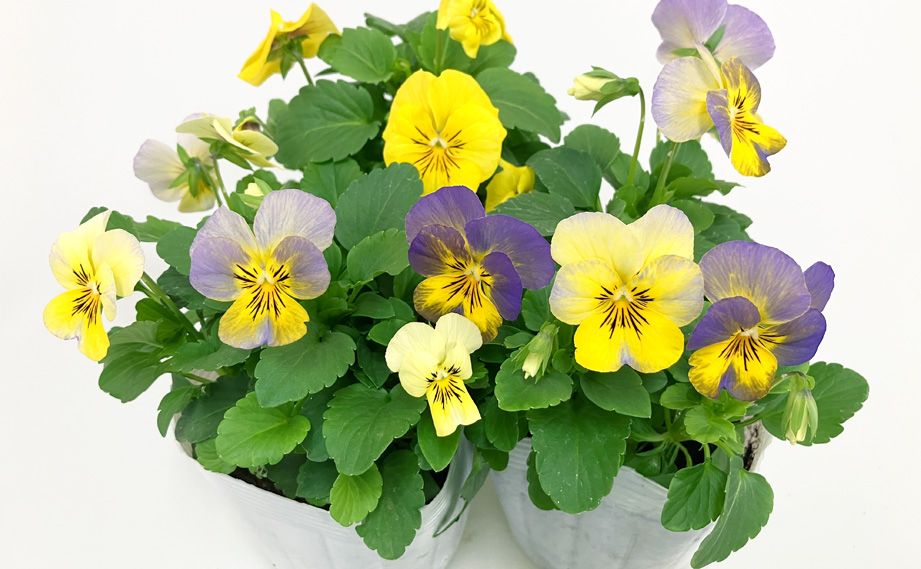 ビオラ ネオンミクスチャー｜WEBカタログ｜未来アグリス株式会社|未来