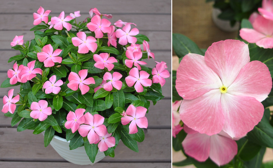 ビンカ　桃のときめき