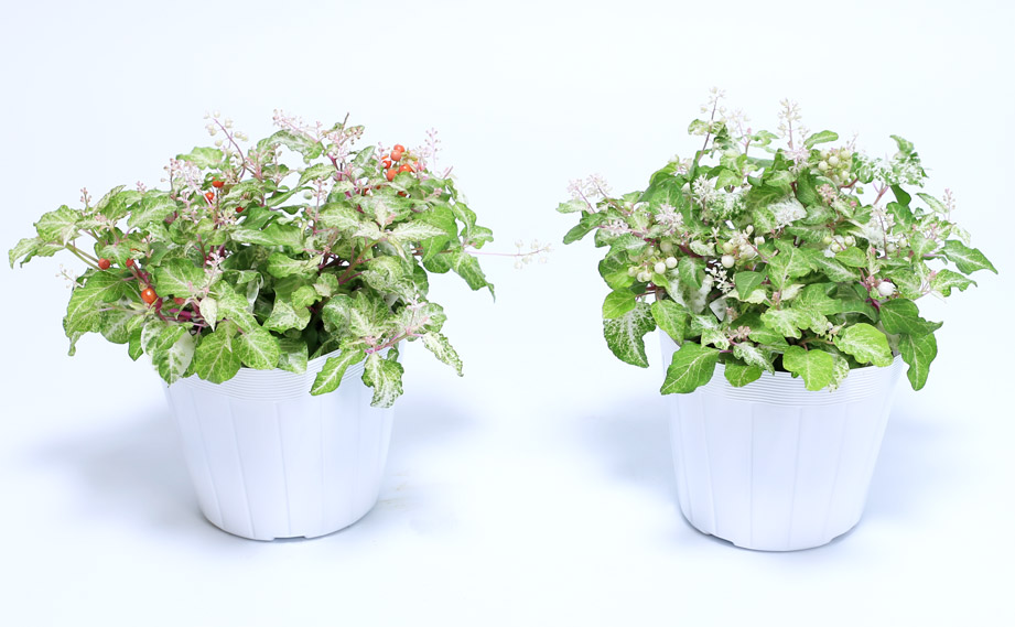 ジュズサンゴ　絣(かすり)