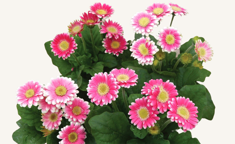 検索結果|未来アグリス株式会社|農と園芸の実りのために