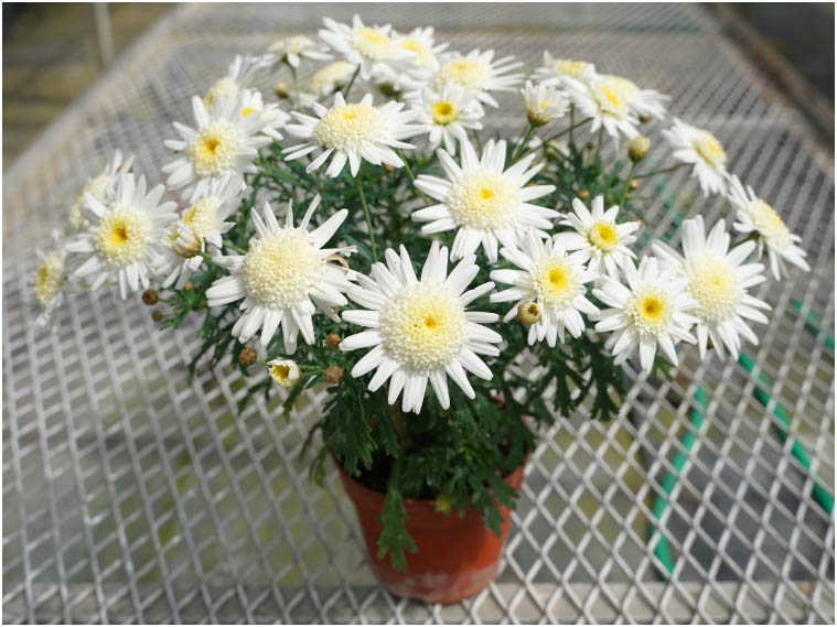 マーガレット　バニラボネット