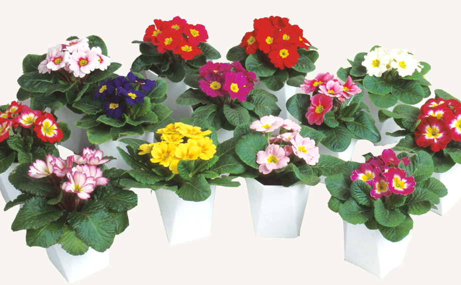 プリムラ ジュリアン　ポニー